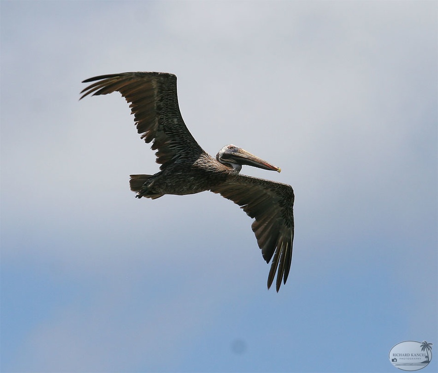 pelican.jpg