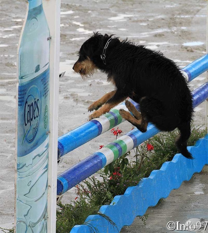 manifestation-canine1.jpg
