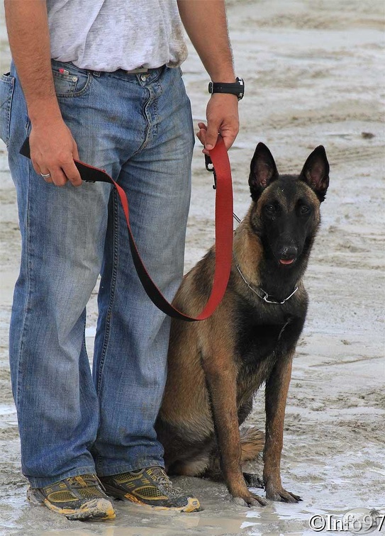 manifestation-canine25.jpg