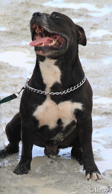 manifestation-canine27.jpg