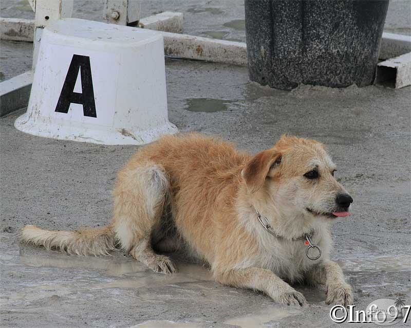 manifestation-canine32.jpg
