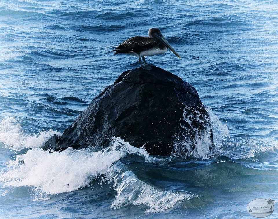 pelican1.jpg
