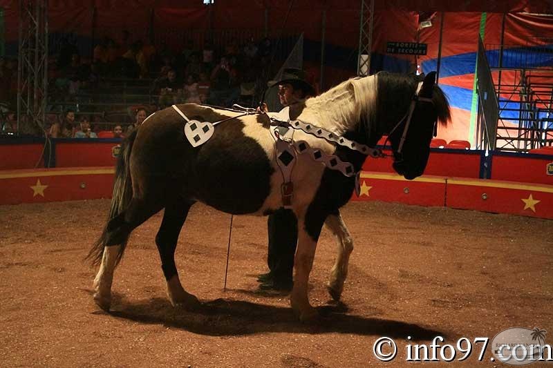animaux11.jpg
