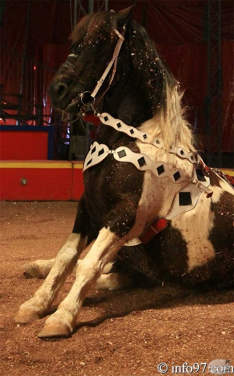 animaux16.jpg
