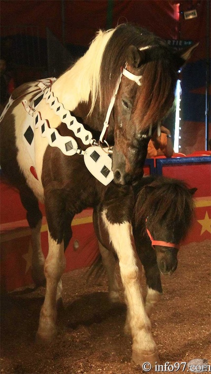 animaux25.jpg