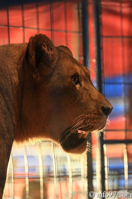 animaux8.jpg