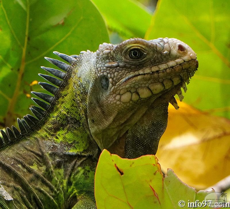 iguane10.jpg