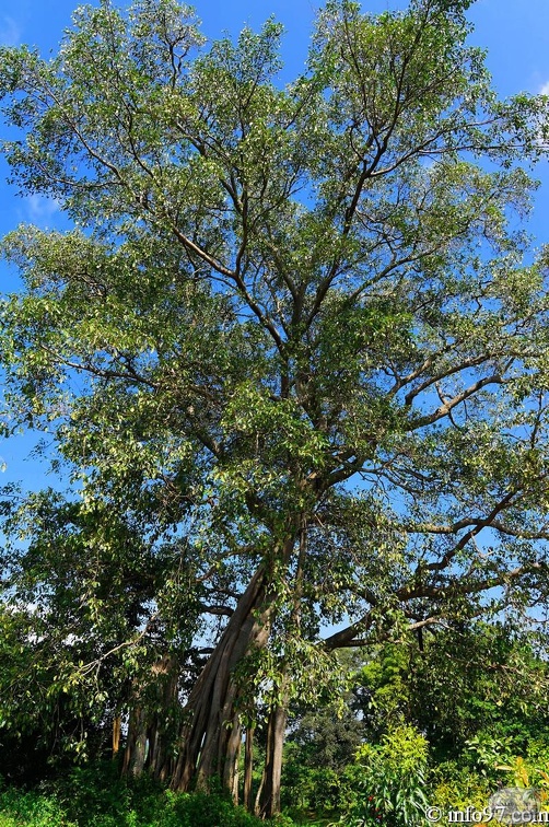 DSC03148ethnie-jarais.jpg