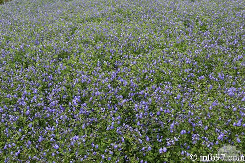 DSC03432dalat-jardin.jpg