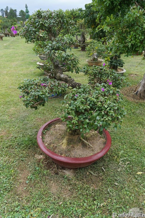 DSC03441dalat-jardin.jpg