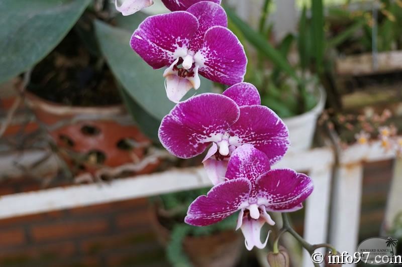 DSC03453dalat-jardin.jpg
