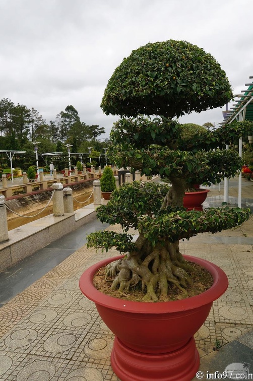 DSC03468dalat-jardin.jpg