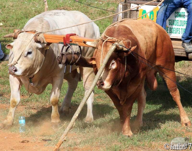 boeufs-tirants-3.jpg
