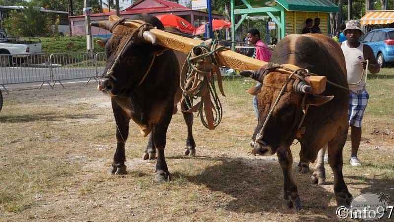 boeufs-tirants-34.jpg