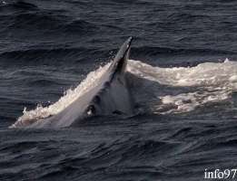 baleine1