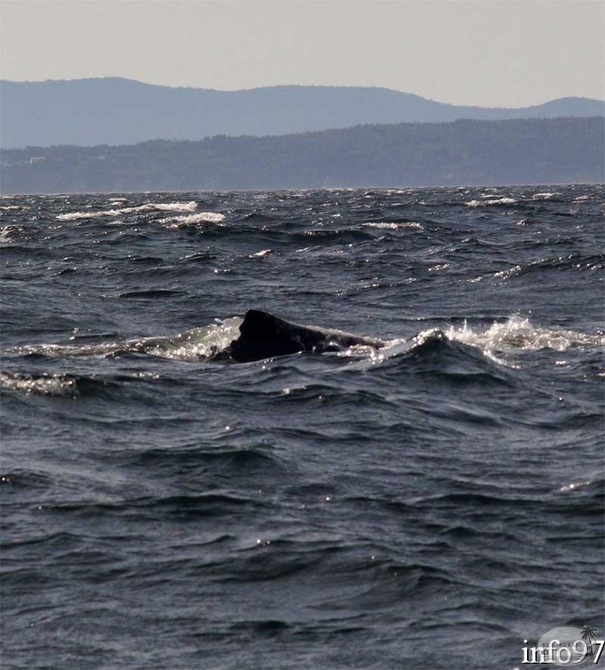 baleine3.jpg