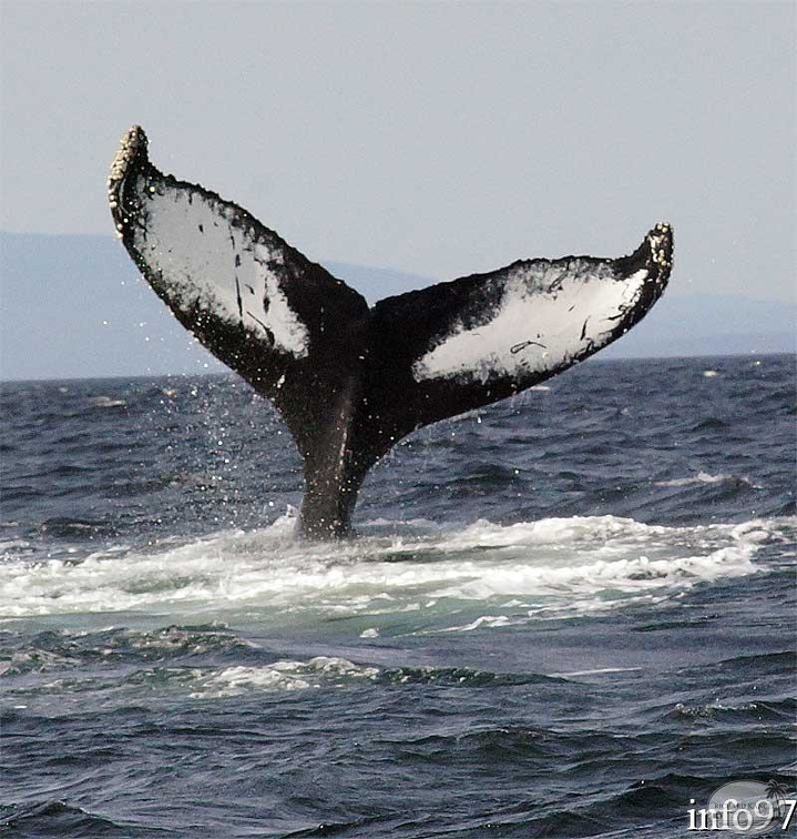 baleine7.jpg