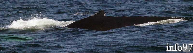 baleine9.jpg