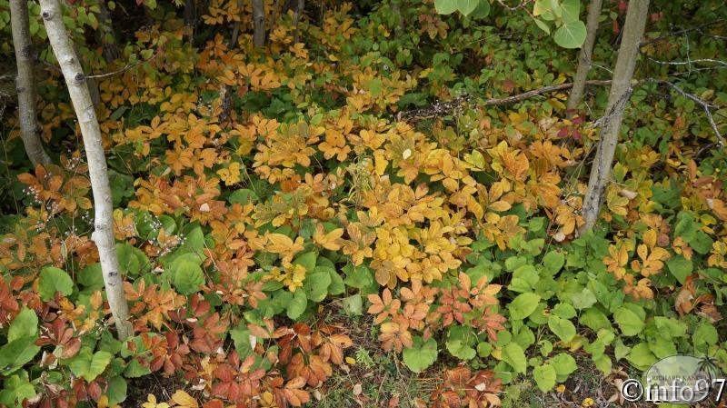 dsc07874.jpg