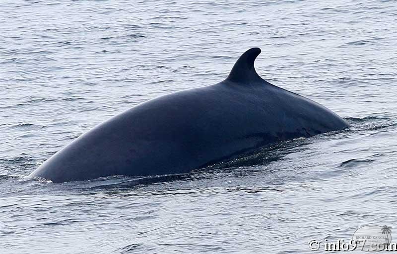 baleine-baie-ste-catherine-1.jpg