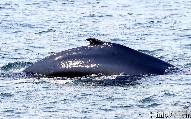 baleine-baie-ste-catherine-14.jpg