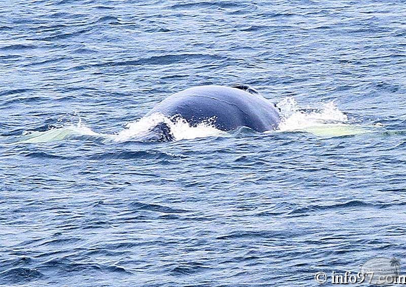 baleine-baie-ste-catherine-4.jpg