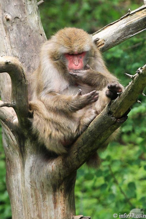 zoo-st-felicien-40.jpg