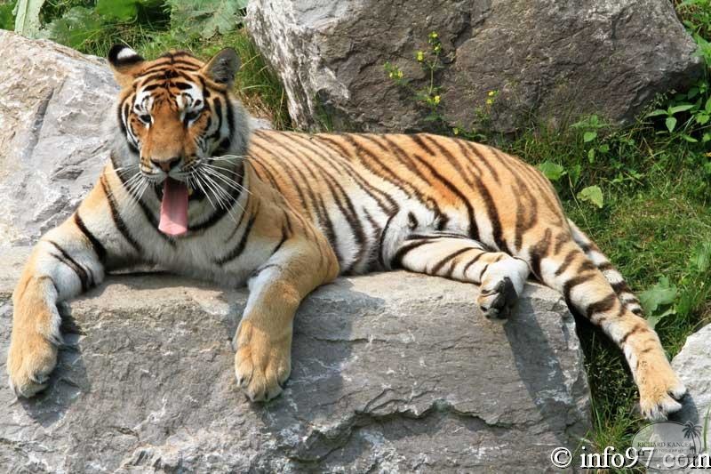 zoo-st-felicien-48.jpg