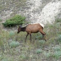 les-rocheuses-alberta-04.jpg