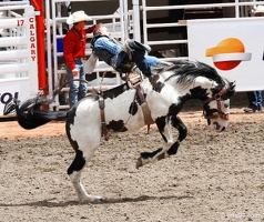 rodeo-stampede-alberta-042