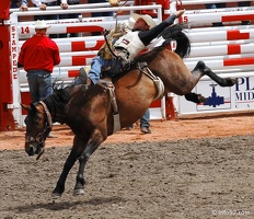 rodeo-stampede-alberta-061