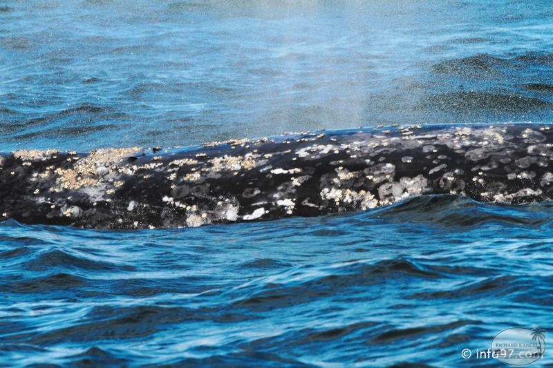 tofino-BC-baleine-43.jpg