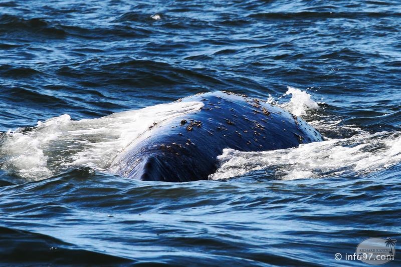 tofino-BC-baleine-47.jpg