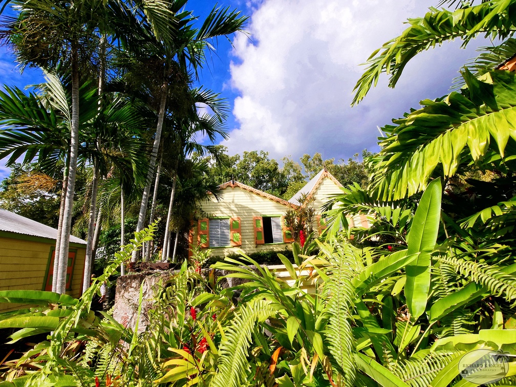 saint-kitts055.jpg