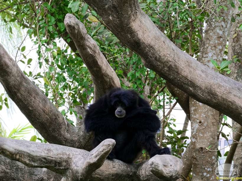 zoo-miami-07.jpg