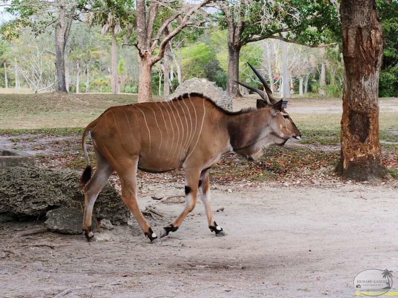 zoo-miami-19.jpg