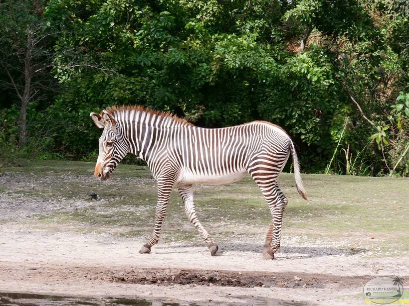 zoo-miami-26.jpg