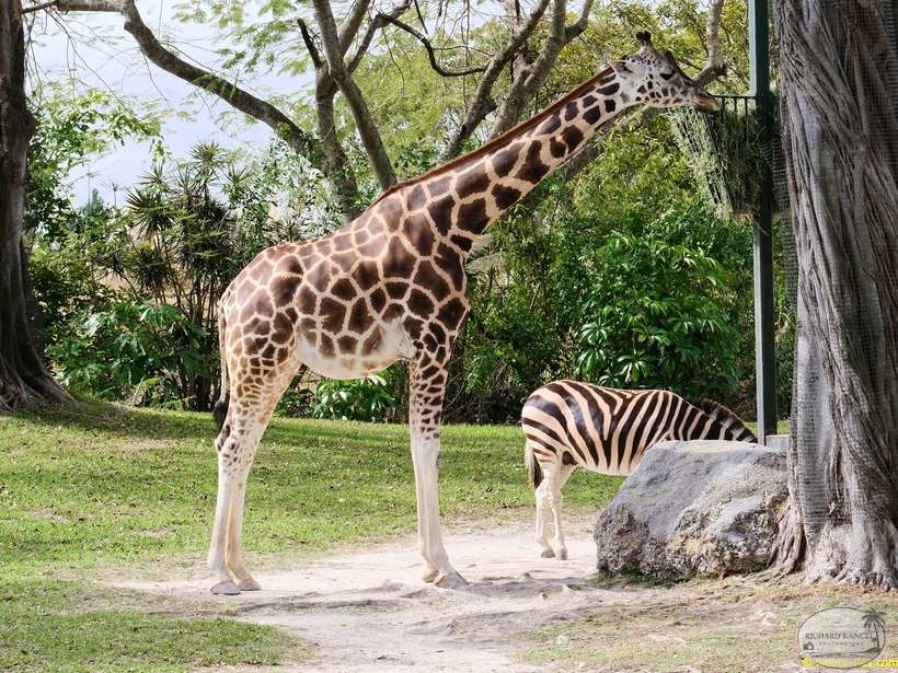 zoo-miami-32.jpg