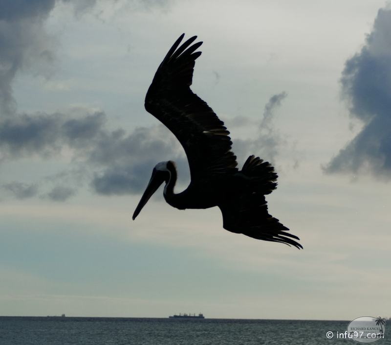 holland-america-croisiere-aruba-54.jpg