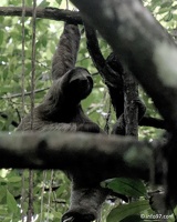 holland-america-croisiere-costa-rica-66