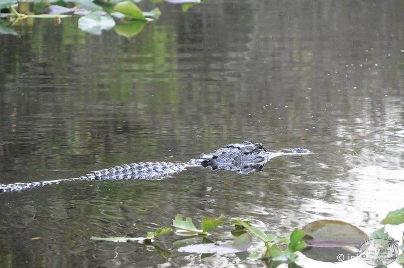 holland-america-everglades-miami-24.jpg