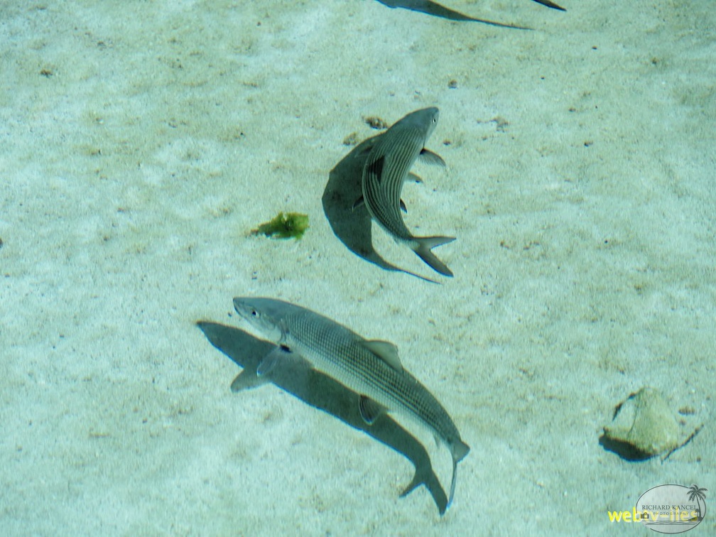 bahamas-atlantis-nassau026.jpg
