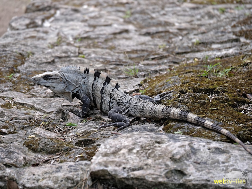 cozumel-mexique179.jpg