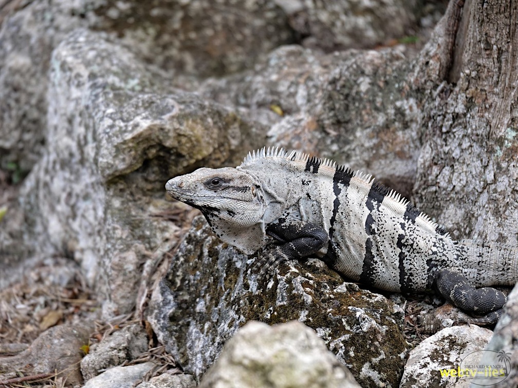 cozumel-mexique180.jpg