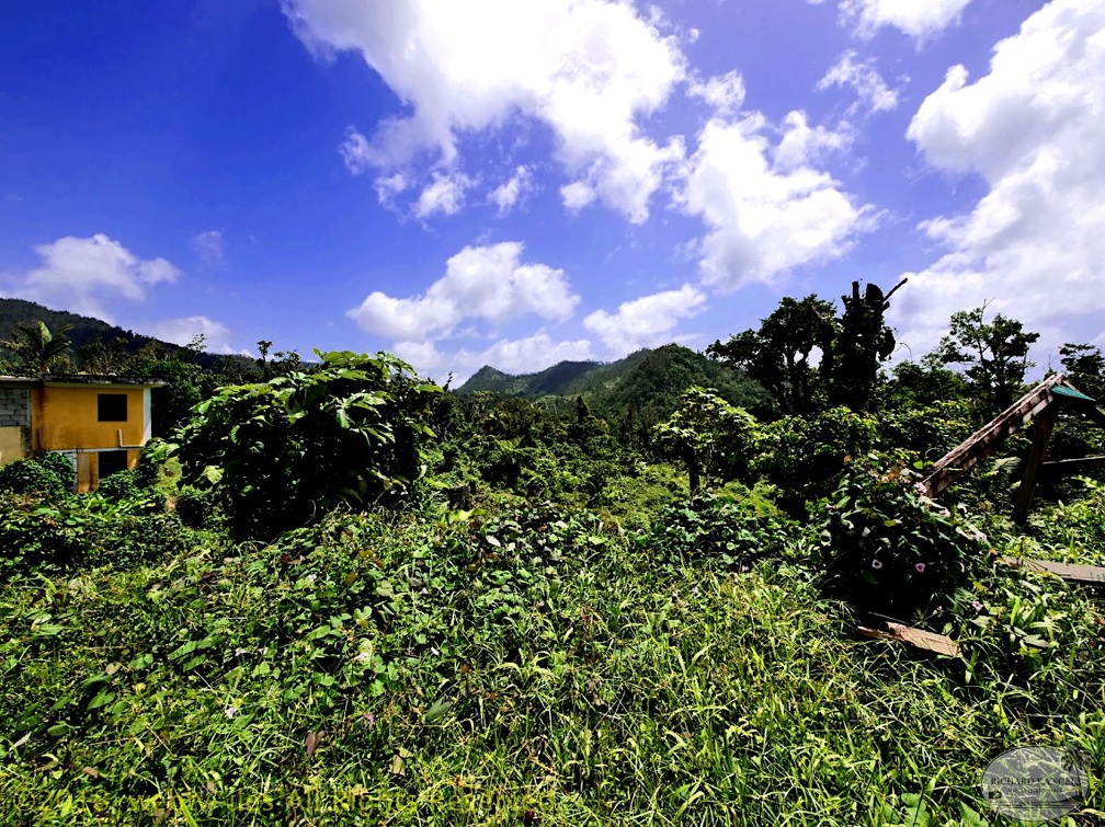 P1034994dominica-j1..jpg
