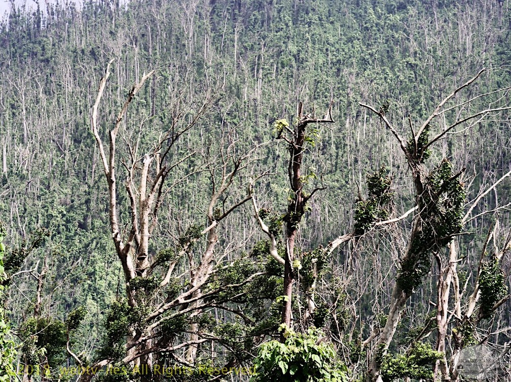 P1035006dominica-j1..jpg