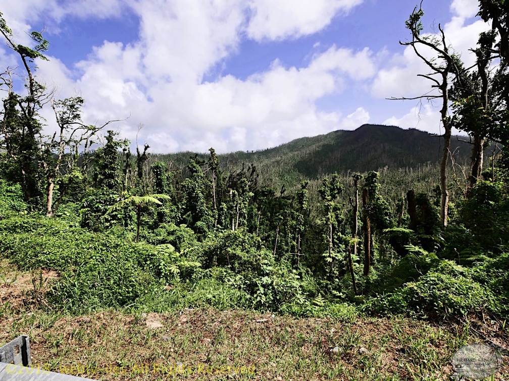 P1035008dominica-j1..jpg