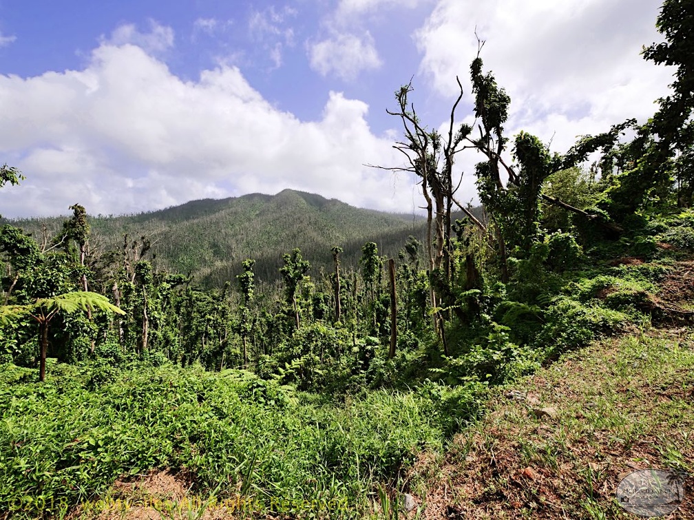 P1035009dominica-j1..jpg