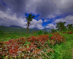 P1035173dominica-j4.