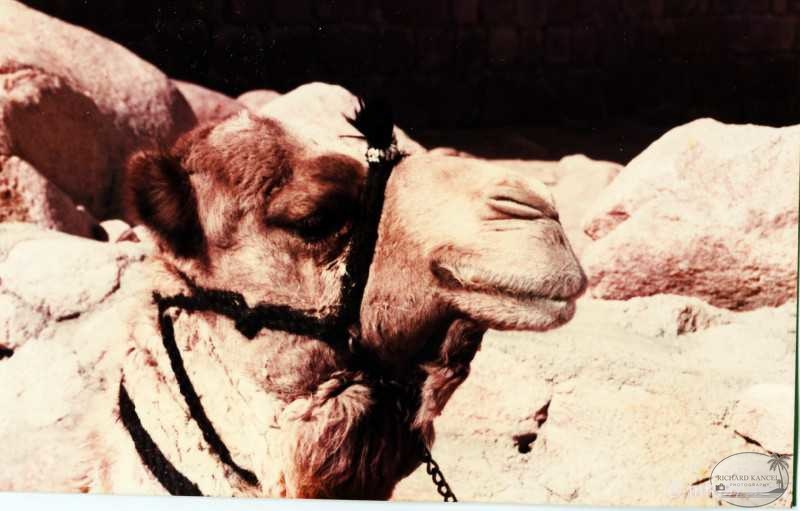 egypte-35.jpg